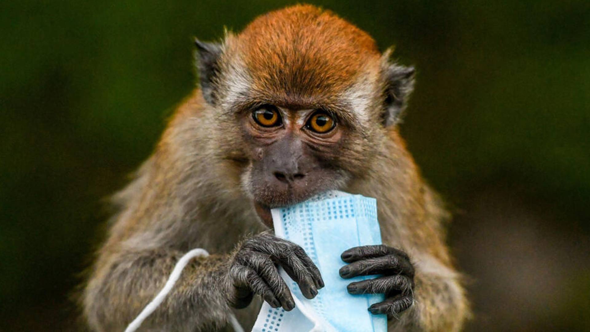 الصحة العالمية تعلن جدري القرود طارئة صحية عالمية