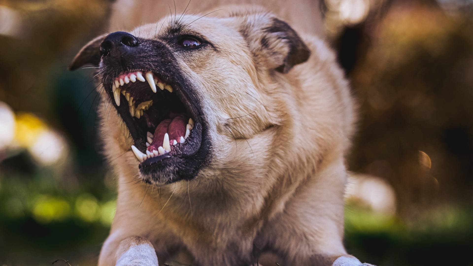 صورة تظهر كلب