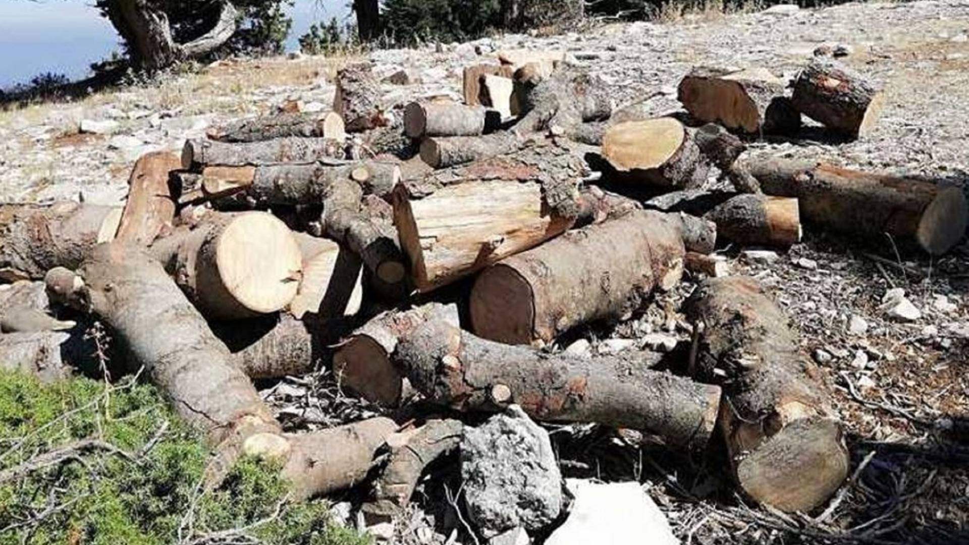 التحطيب الجائر.. عجلون تواجه تهديدات متزايدة لثروتها الحرجية - فيديو