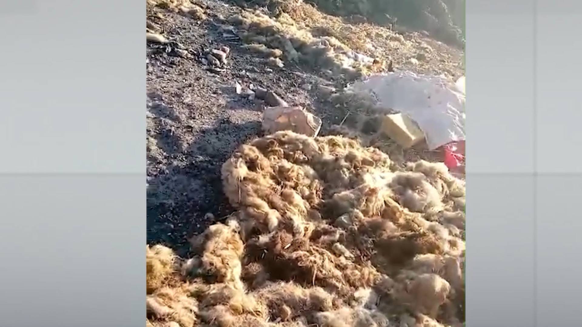 مخلفات ملقاة على الطريق العام في منطقة الشناة الزراعية (البساتين) في محافظة إربد