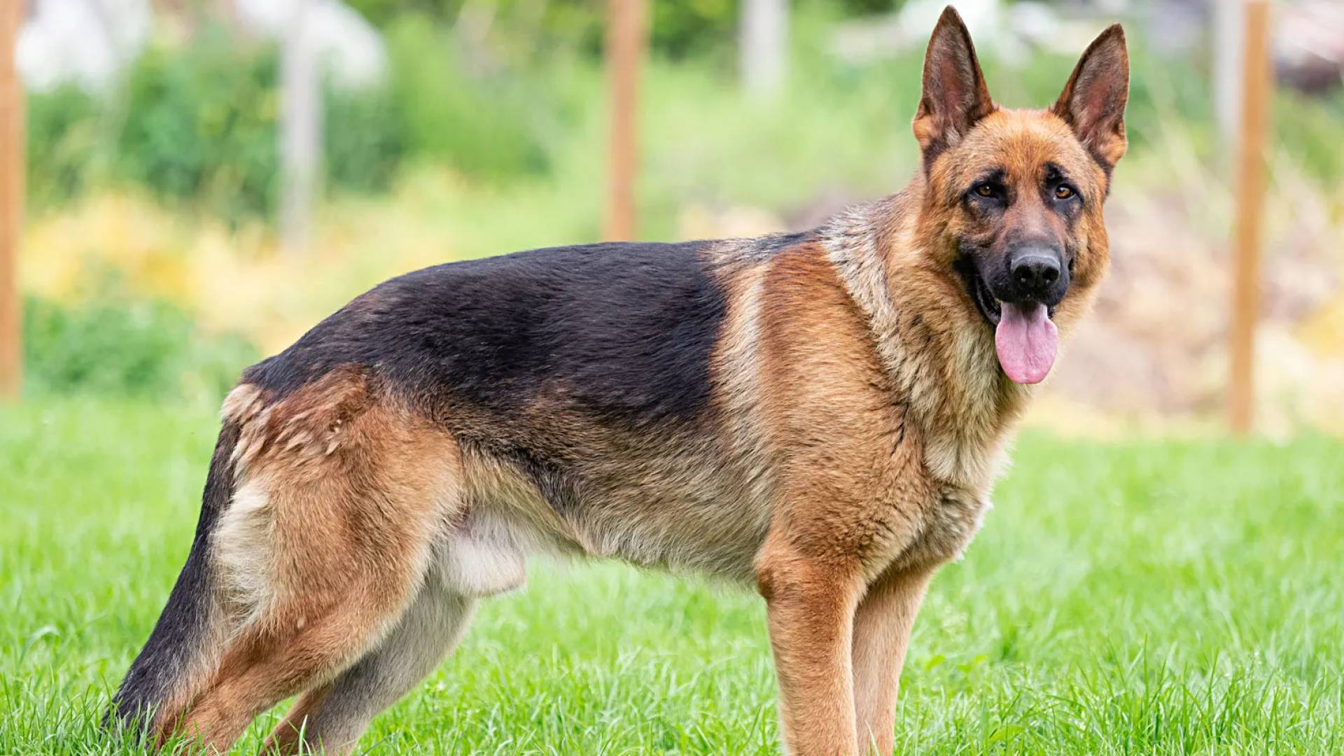 كلب - تعبيرية