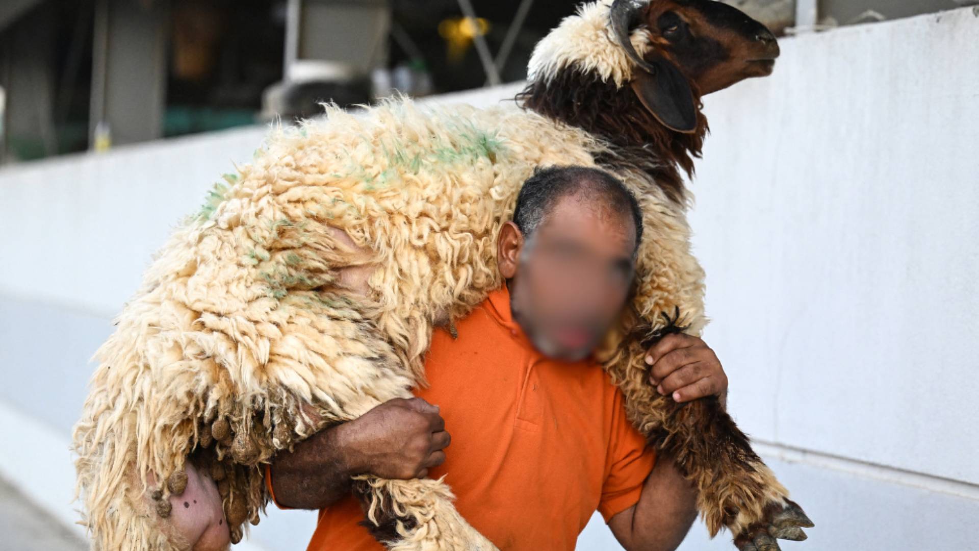 وزارة الزراعة: انتهاء محصول الخراف المعدة للتصدير للعام 2024