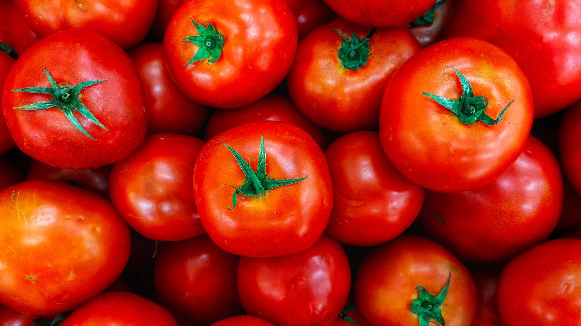 كميات من البندورة