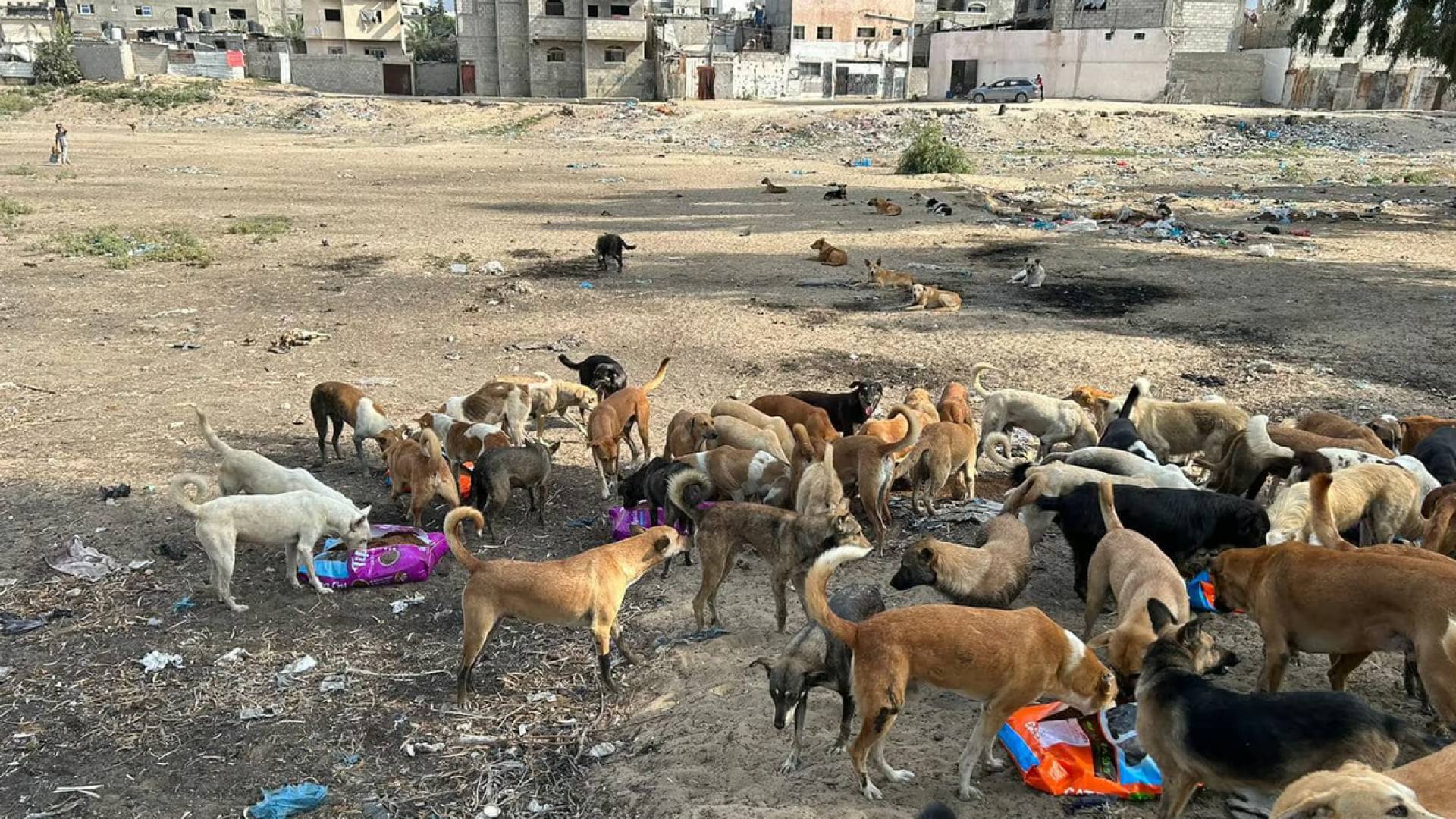 كلاب ضالة في غزة