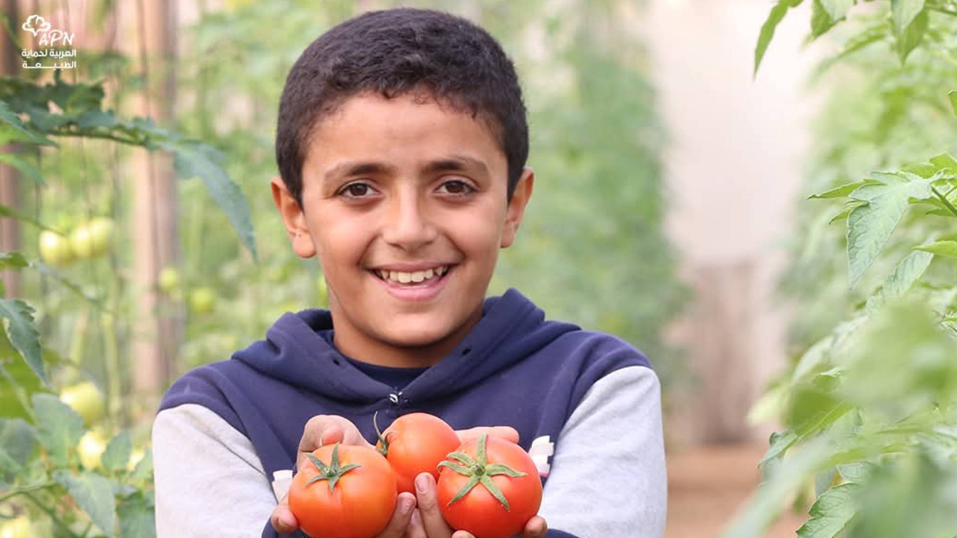 طفل فلسطيني يقطف ثمار البندورة