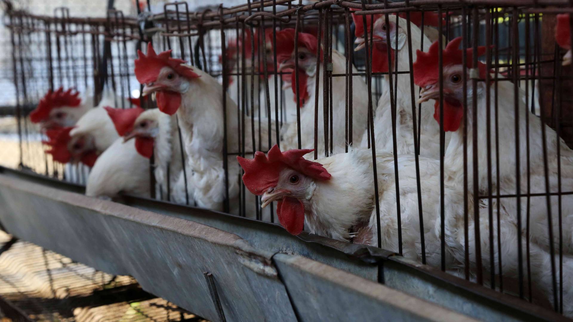 دجاج النتافات