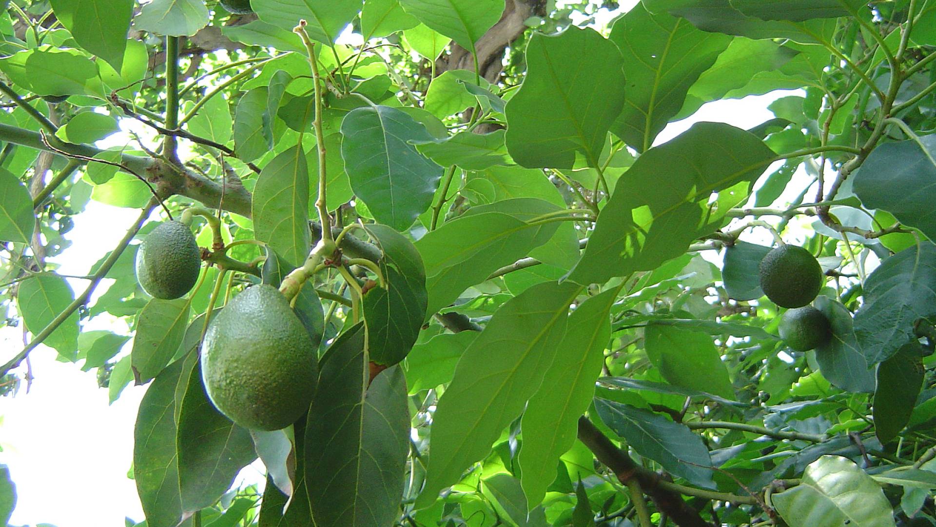 شجرة الأفوكادو