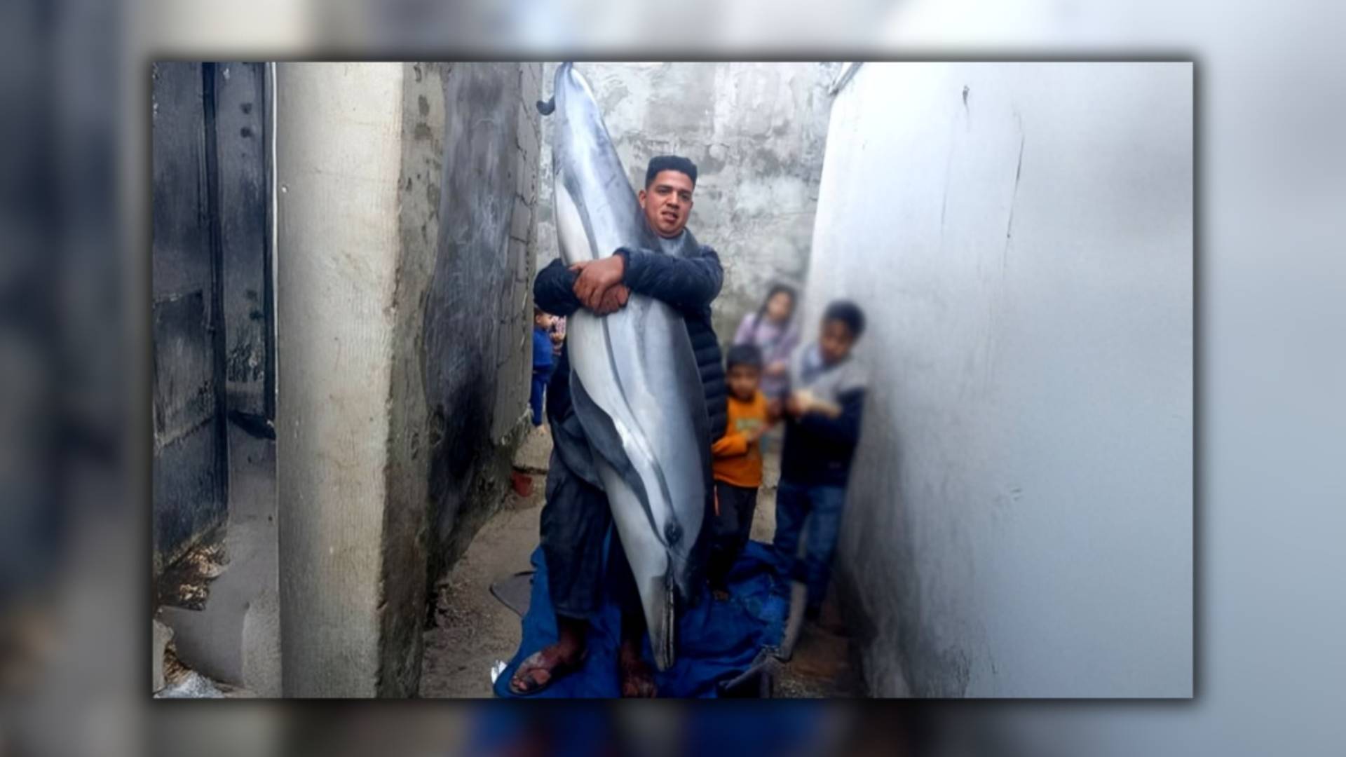 صيد سمكة دلفين في غزة وطبخها وسط نقص المواد الغذائية