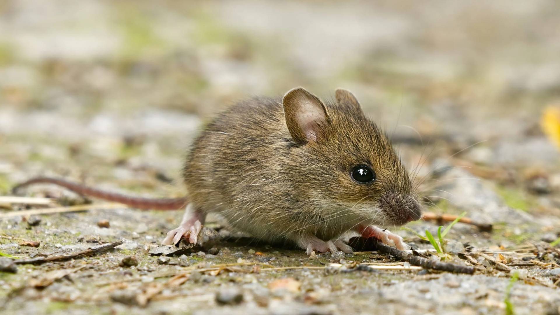 فأر - تعبيرية