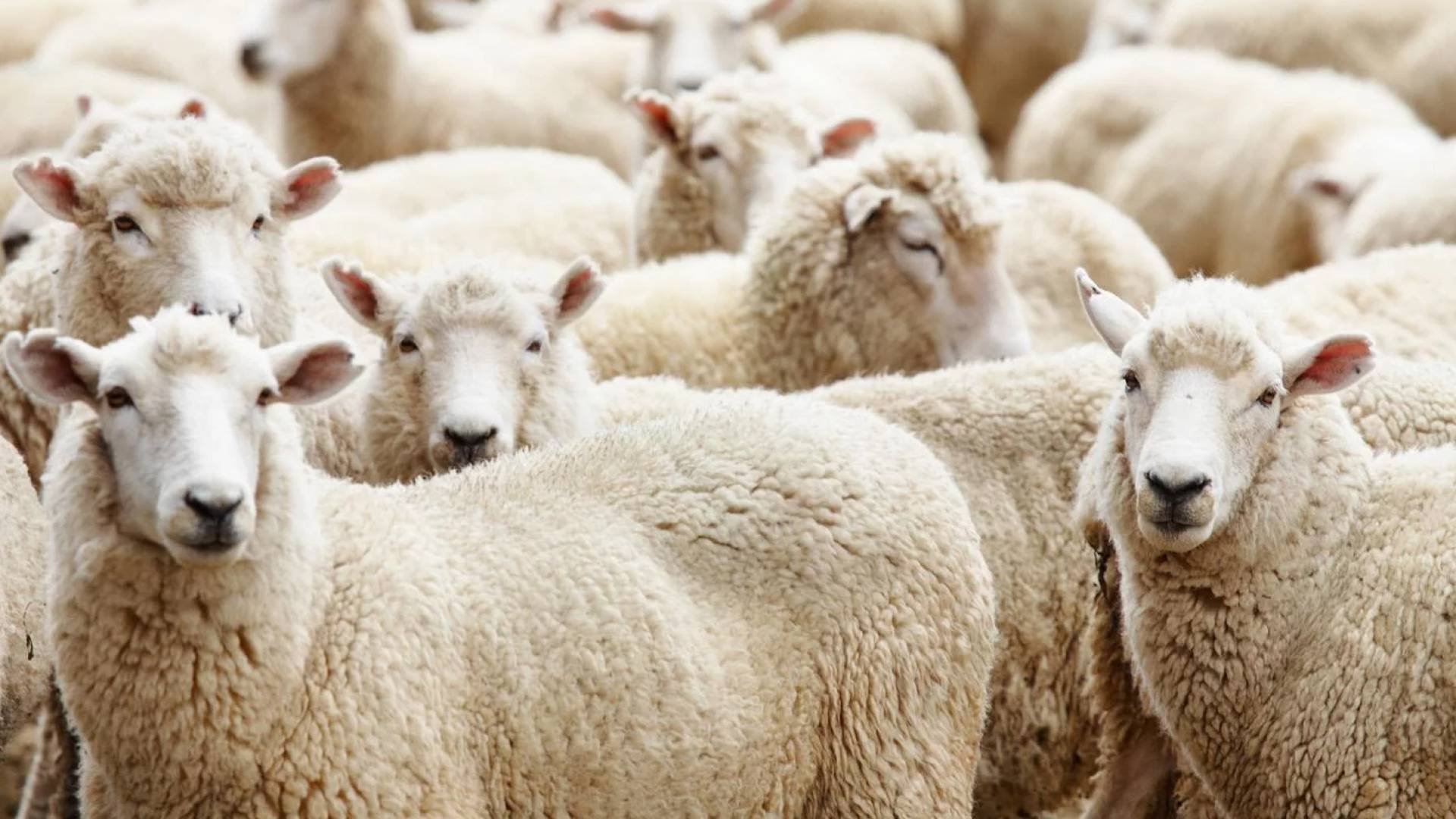 تربية الاغنام