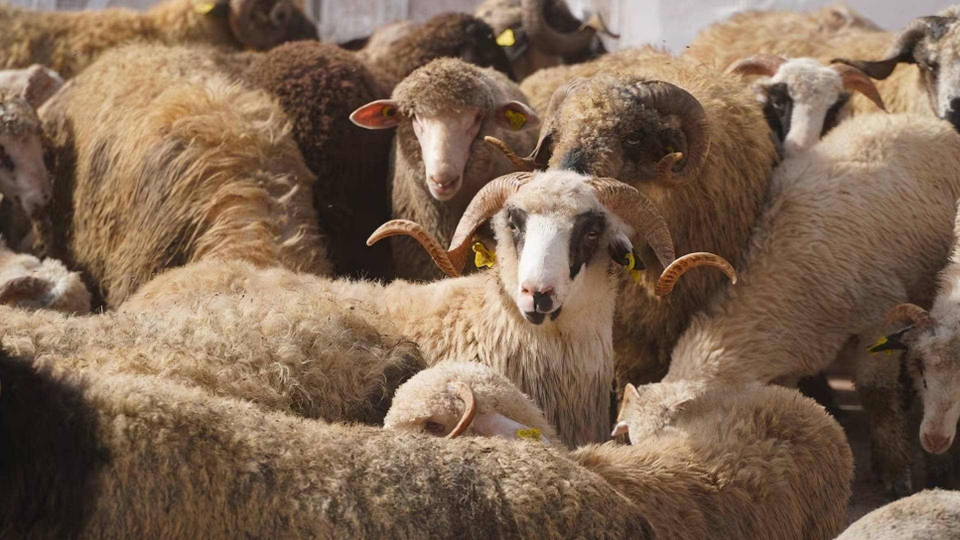 تربية الأغنام