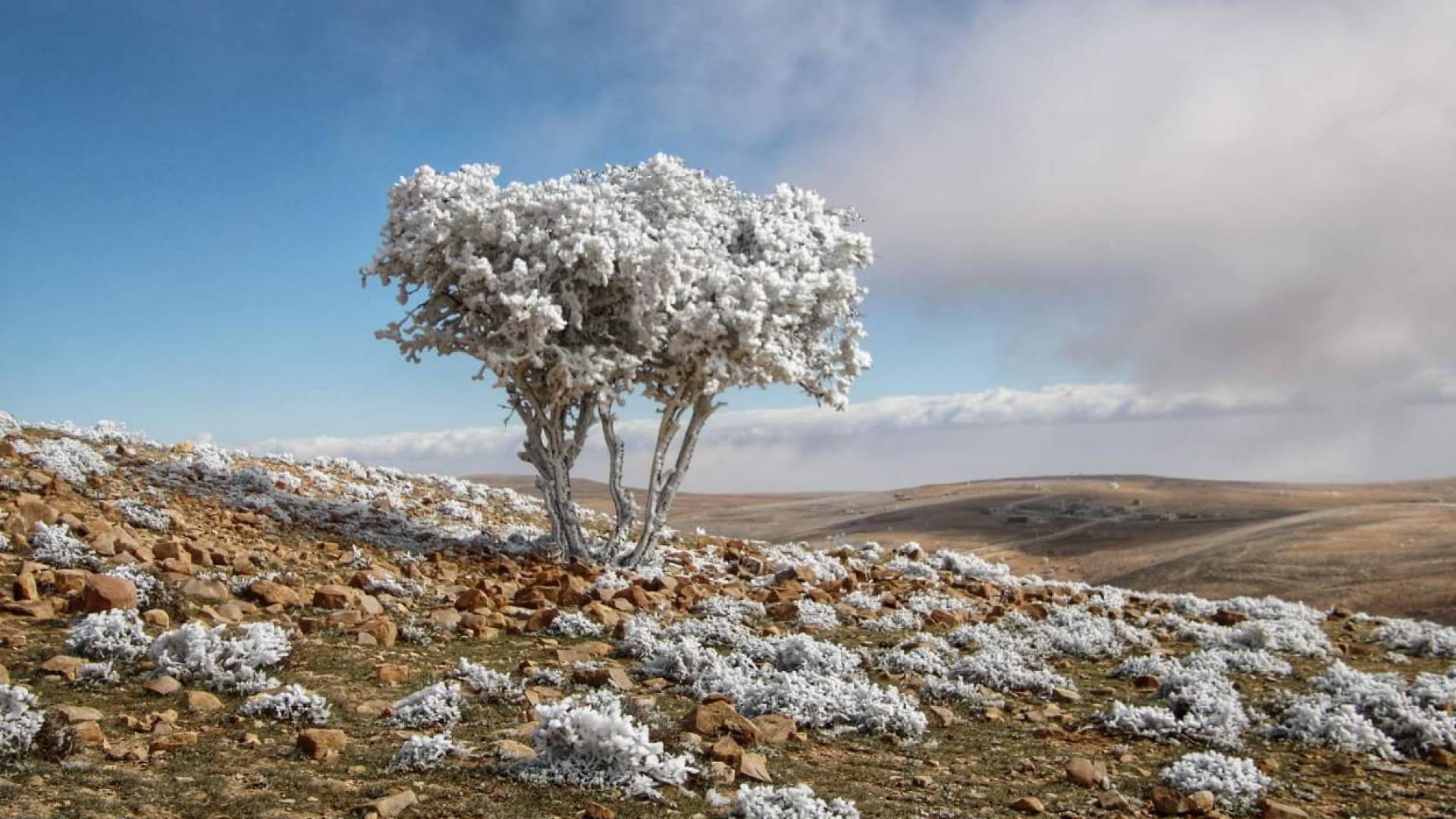 تشكل الصقيع في الشوبك