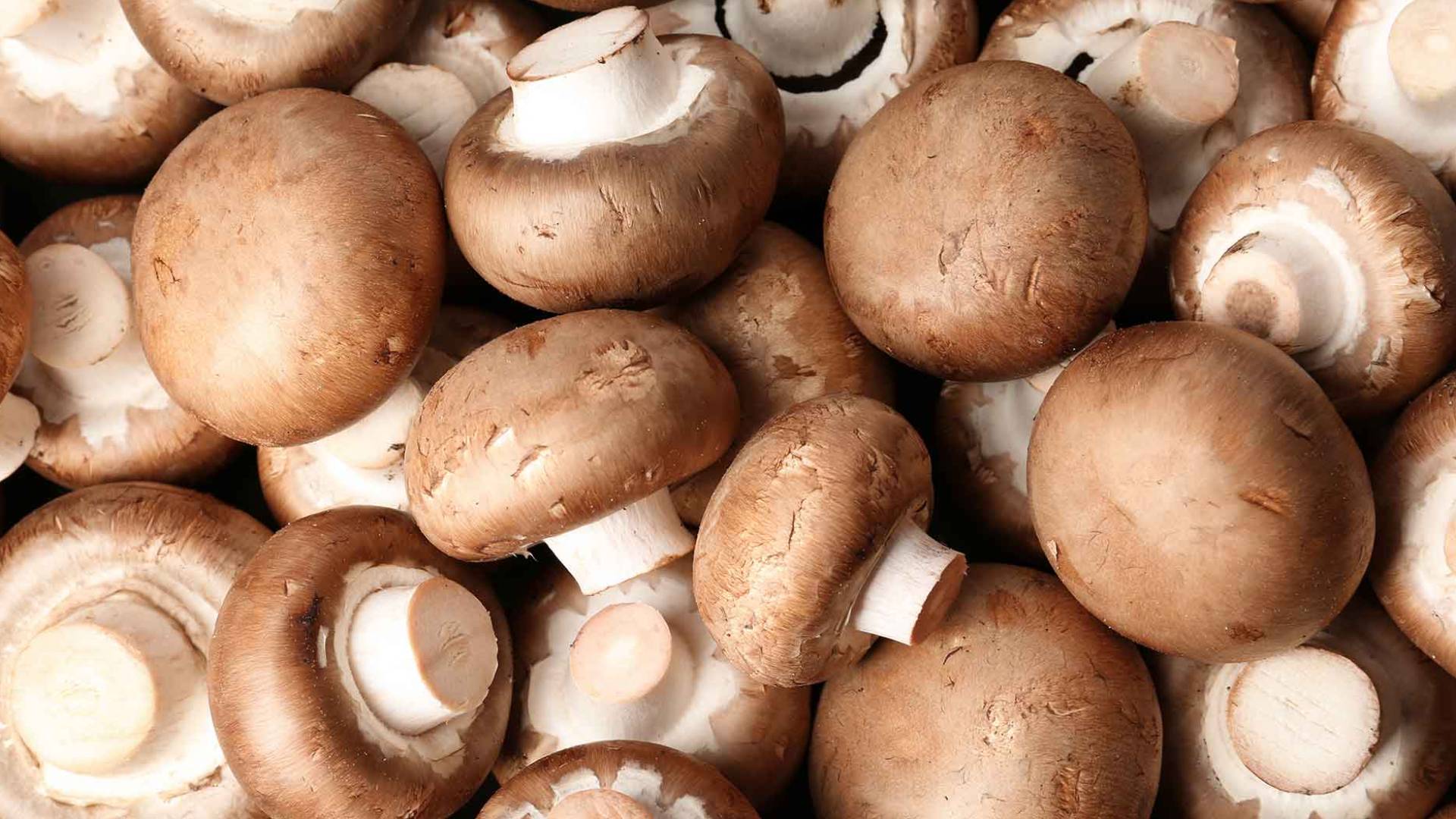 فطر - تعبيرية