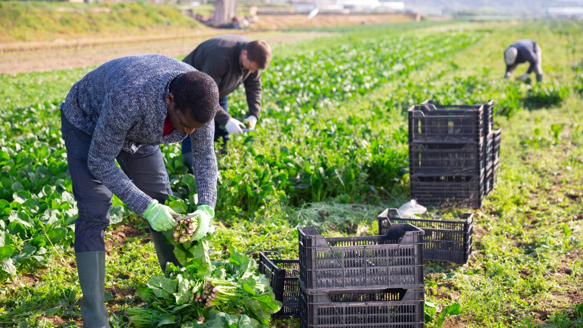 عمال زراعة "أرشيفية"