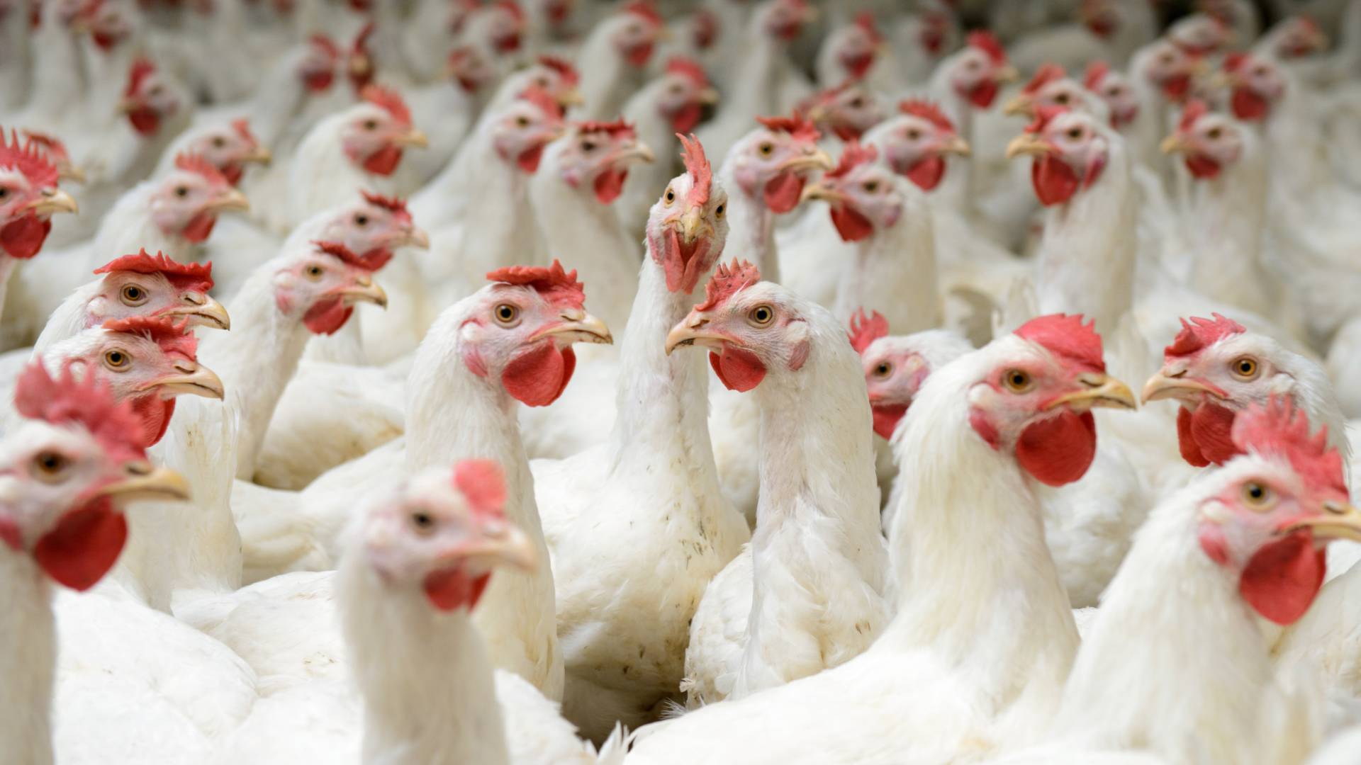 دجاج أبيض - تعبيرية