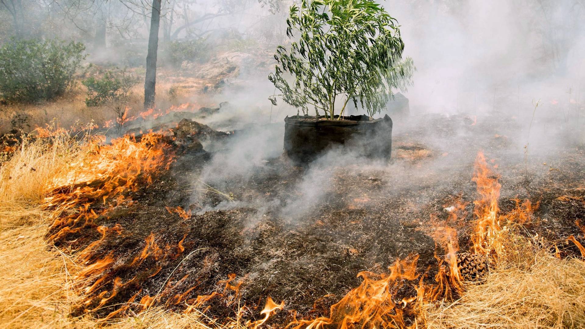 حريق أعشاب - تعبيرية