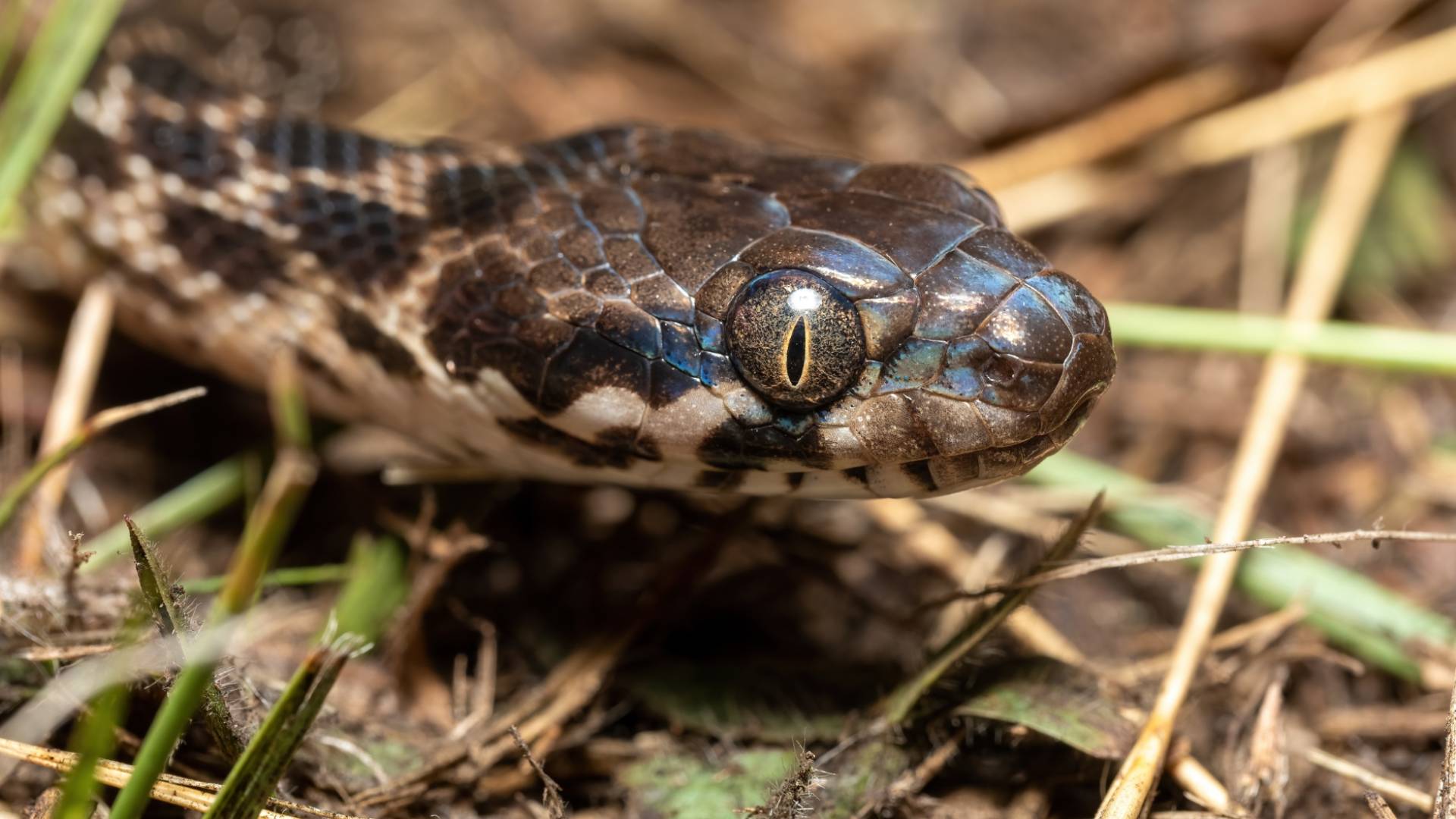 ثعبان "تعبيرية"