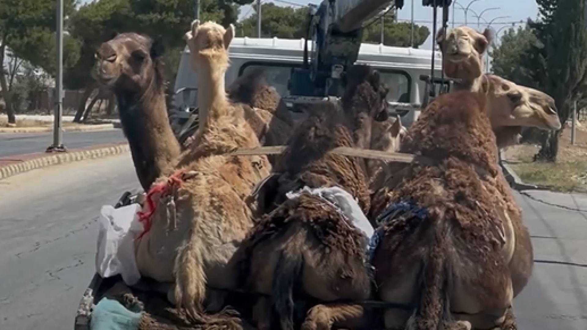 تحميل إبل بطريقة مخالفة