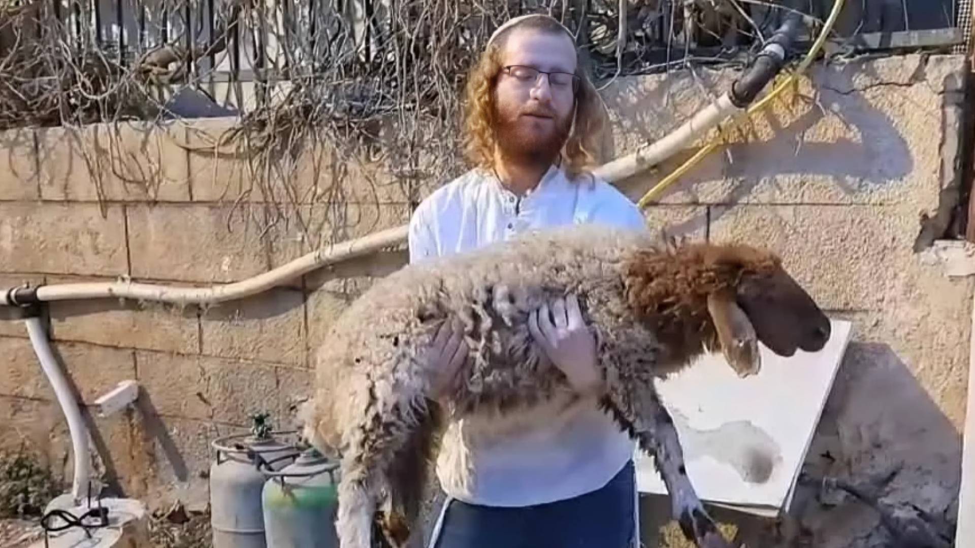 مستوطن يحمل قربانا