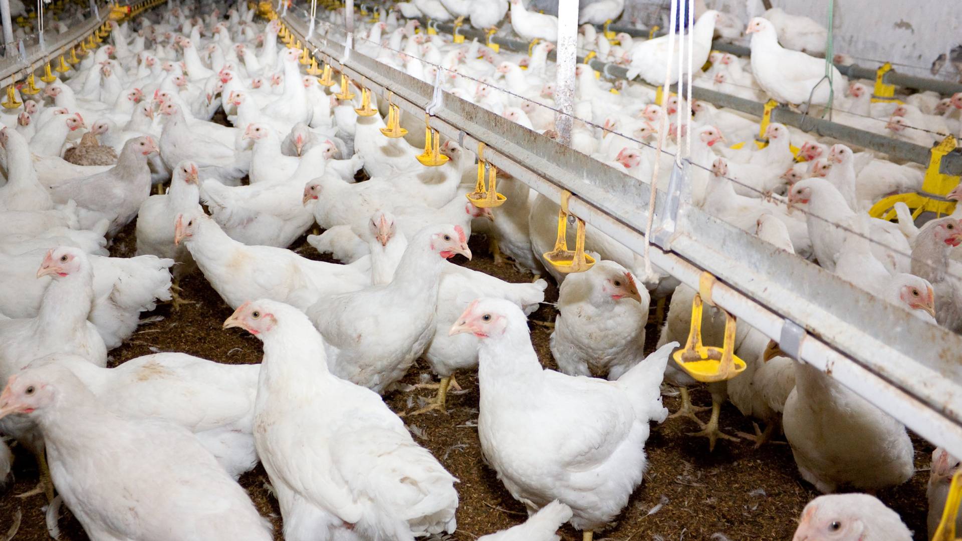 مزارع دجاج أبيض - تعبيرية