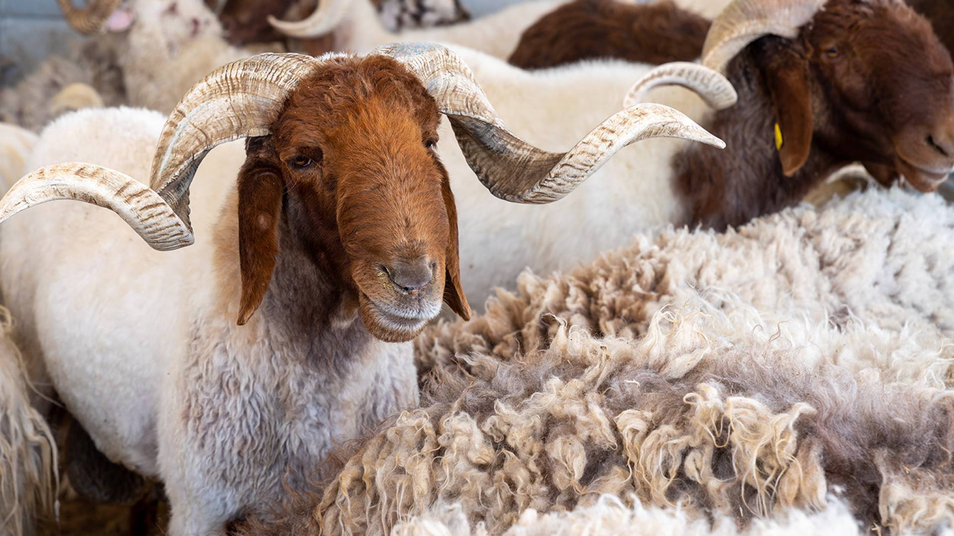 أضاحي العيد