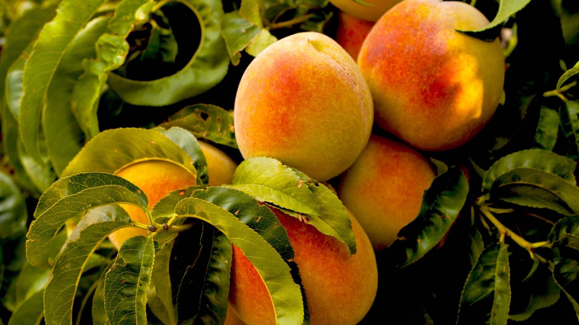 خوخ غير ناضج - تعبيرية