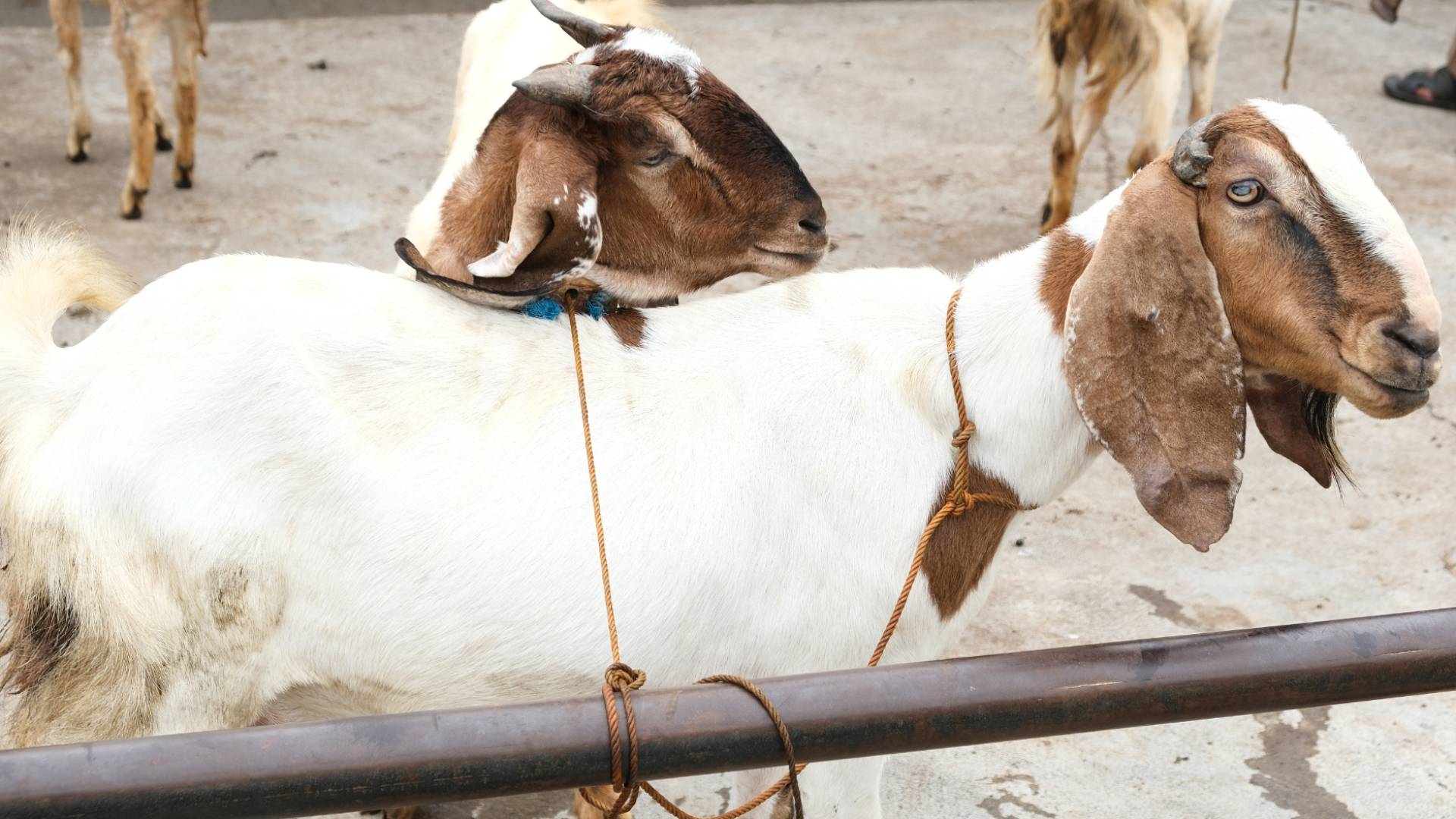 ماعز - تعبيرية