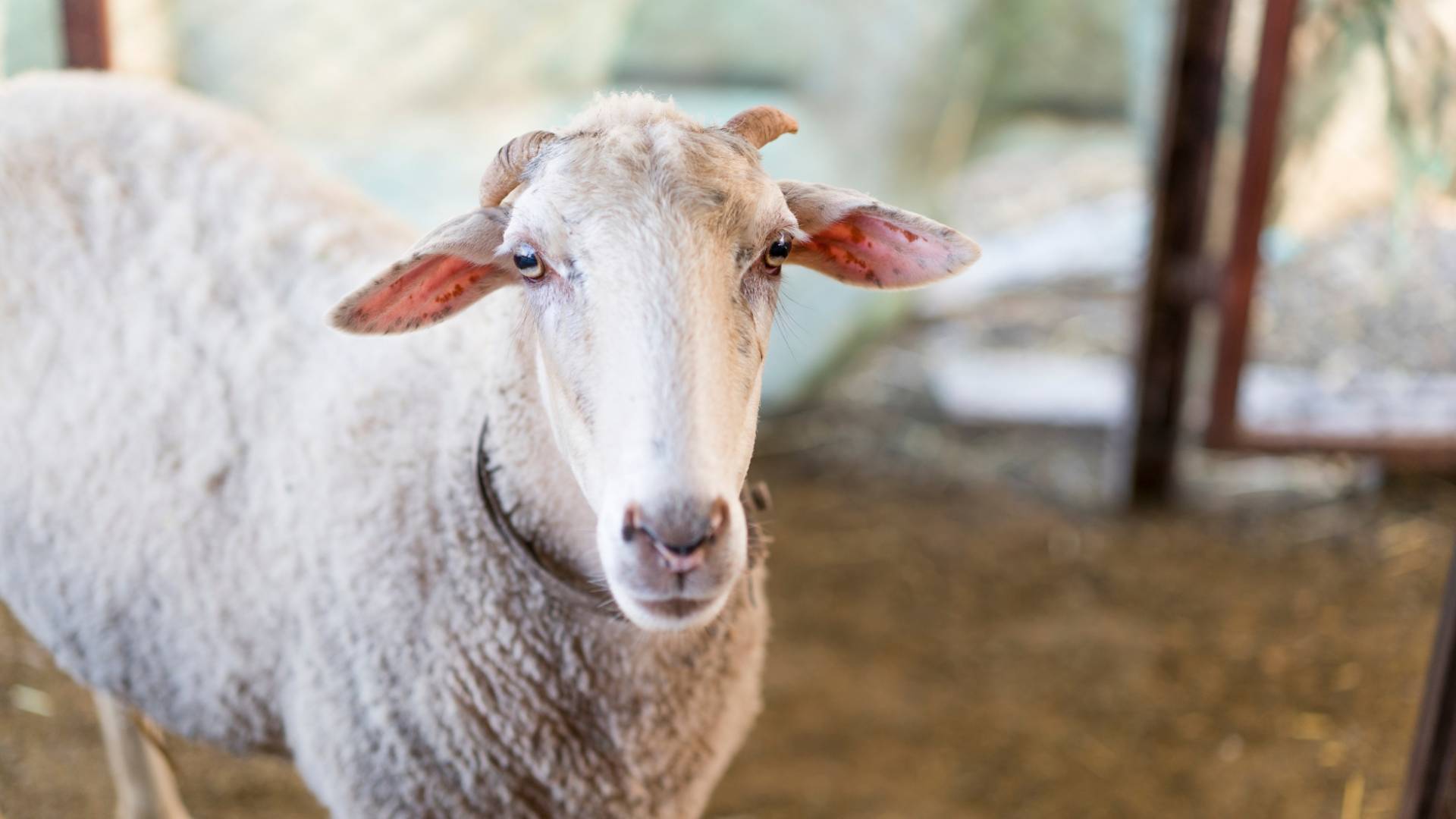 خاروف - تعبيرية