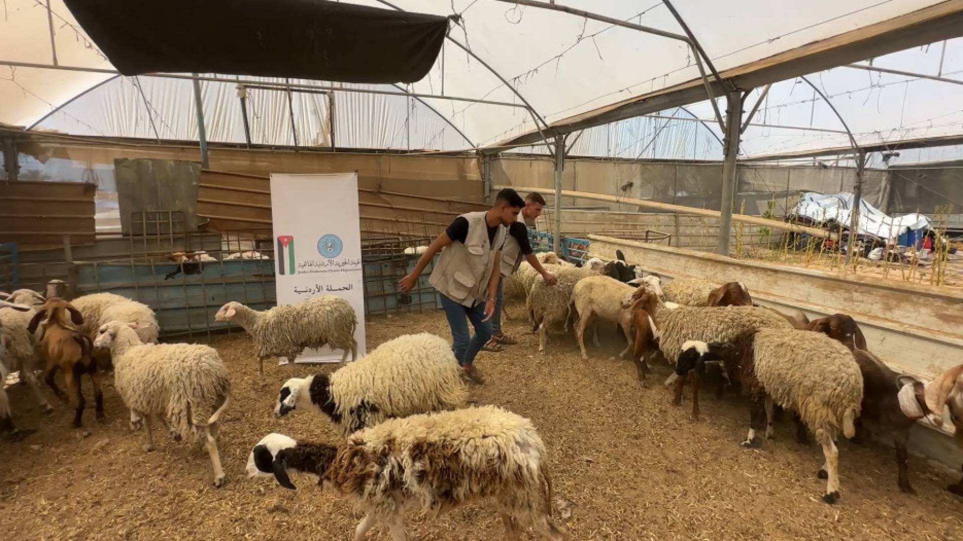 الأردن ينفذ مشروعا للأضاحي في غزة ويوزع اللحوم على الأسر المنكوبة