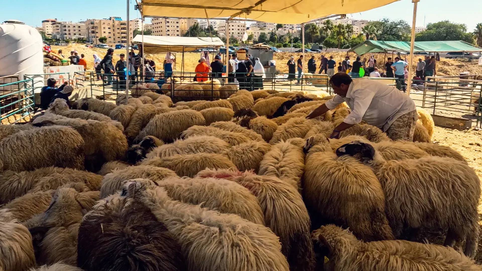 بيع الاضاحي