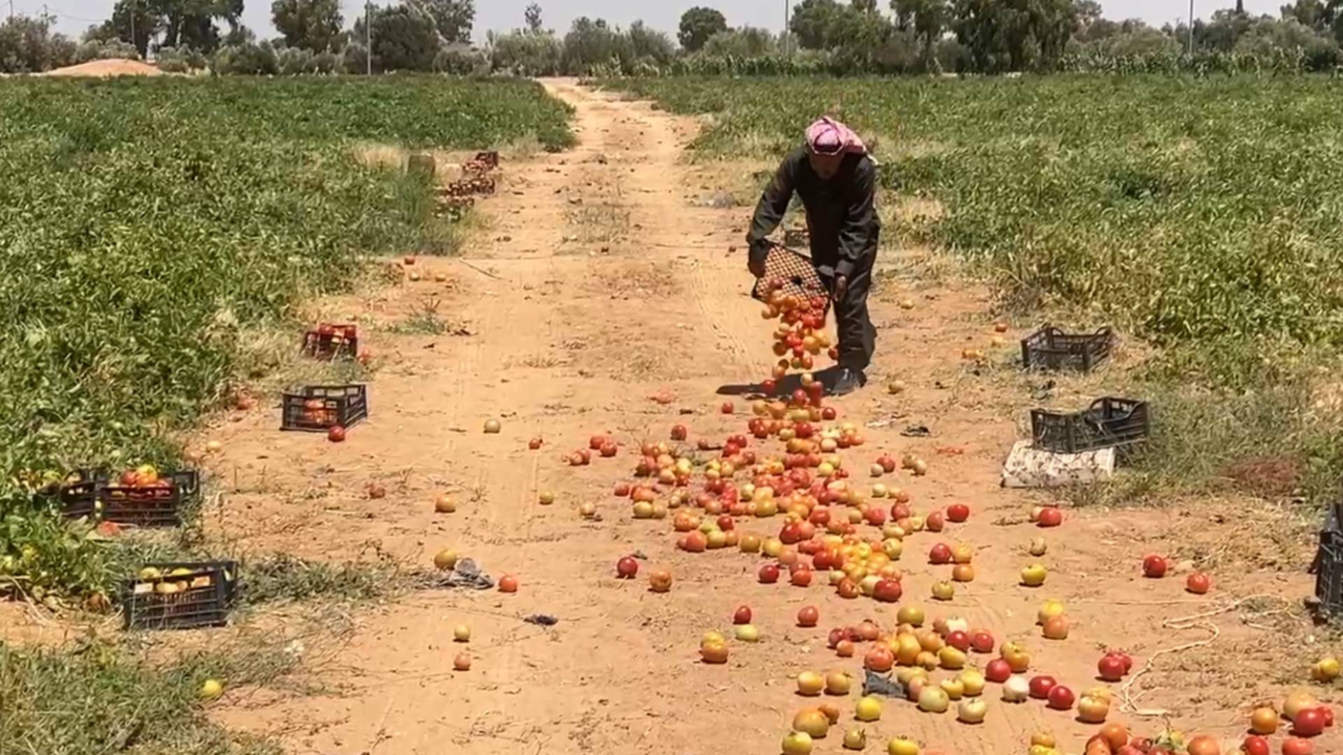 مزارع في معان يتلف محصوله الزراعي