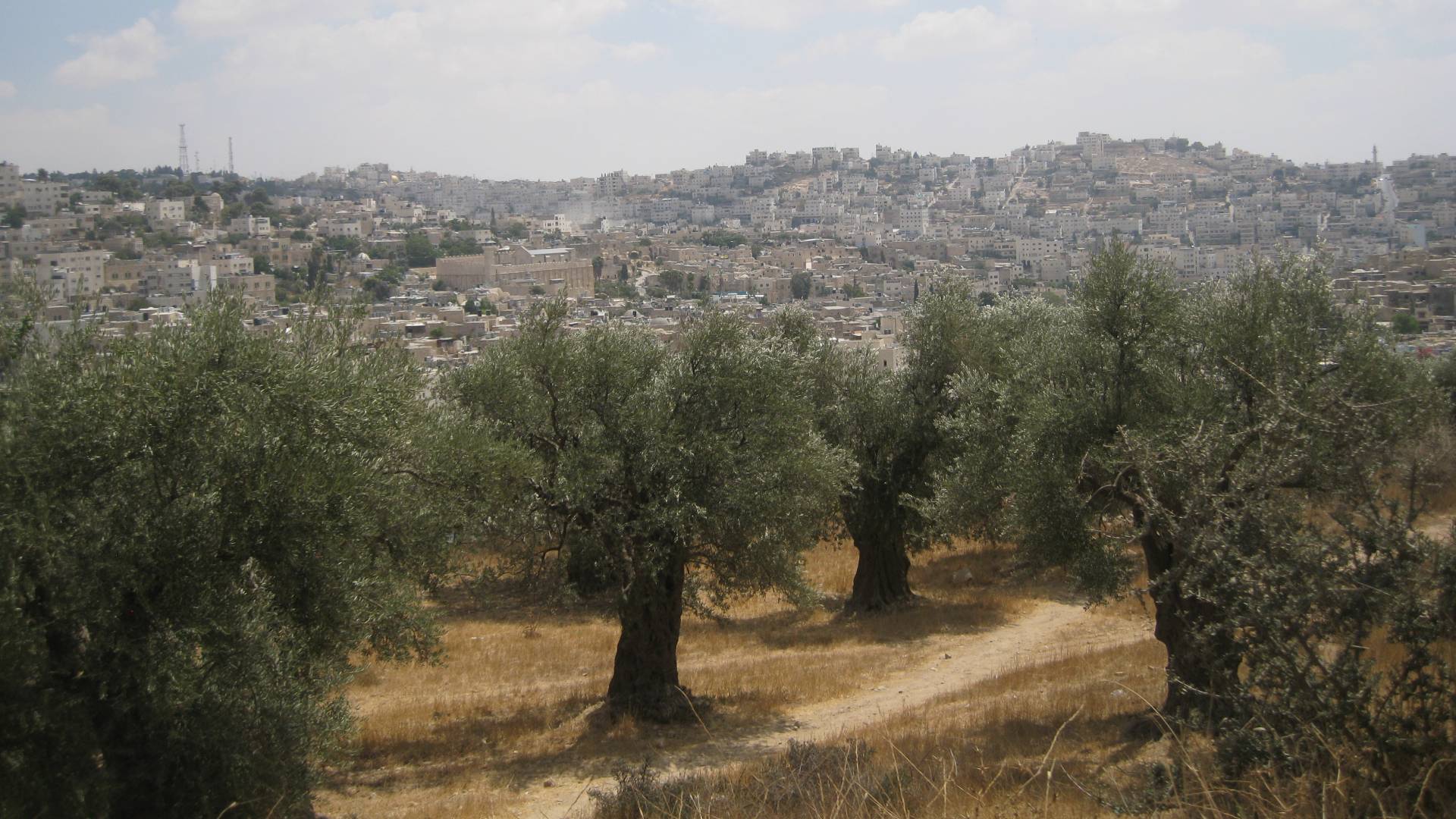 شجر زينون : أرشيفية"