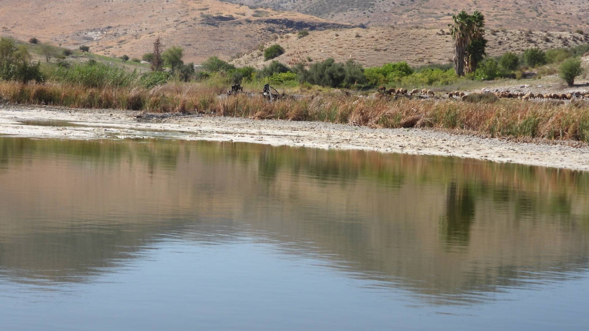 بركة العرايس