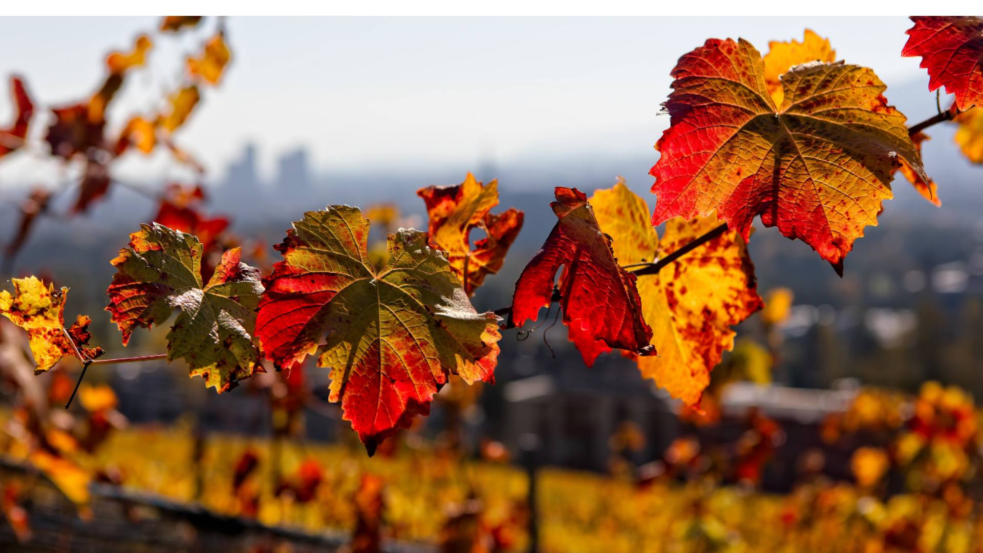 الأجواء الخريفية "تعبيرية"