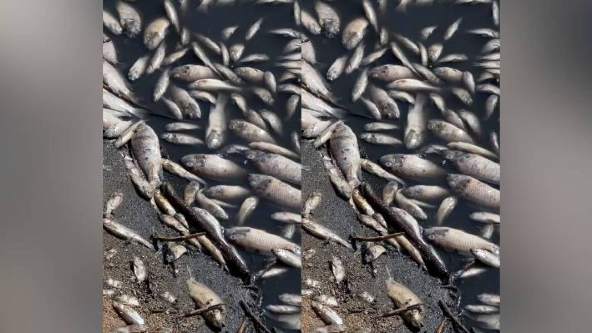 نفوق أسماك في سد الموجب