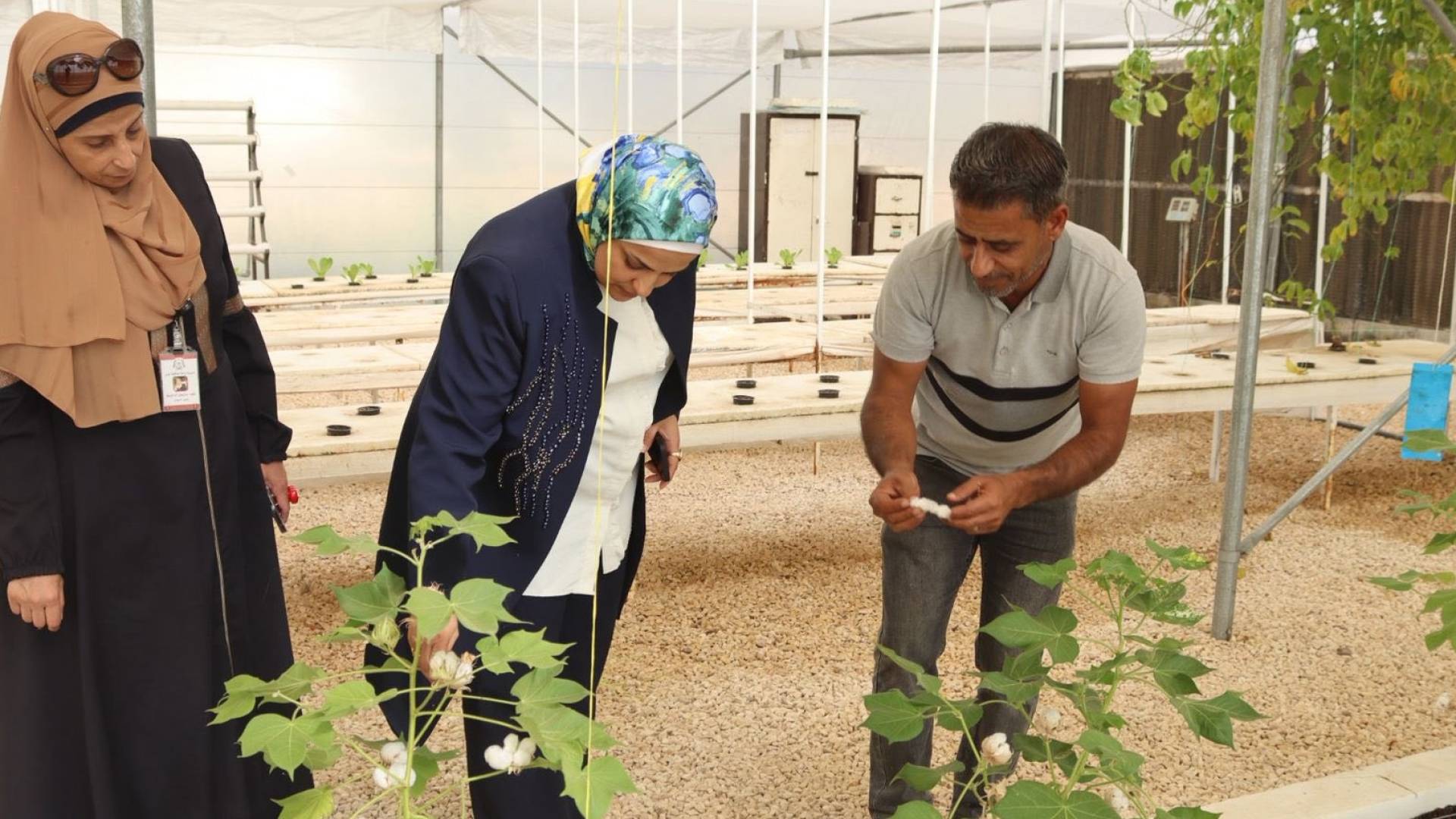 تجربة زراعة القطن في مشتل في جرش