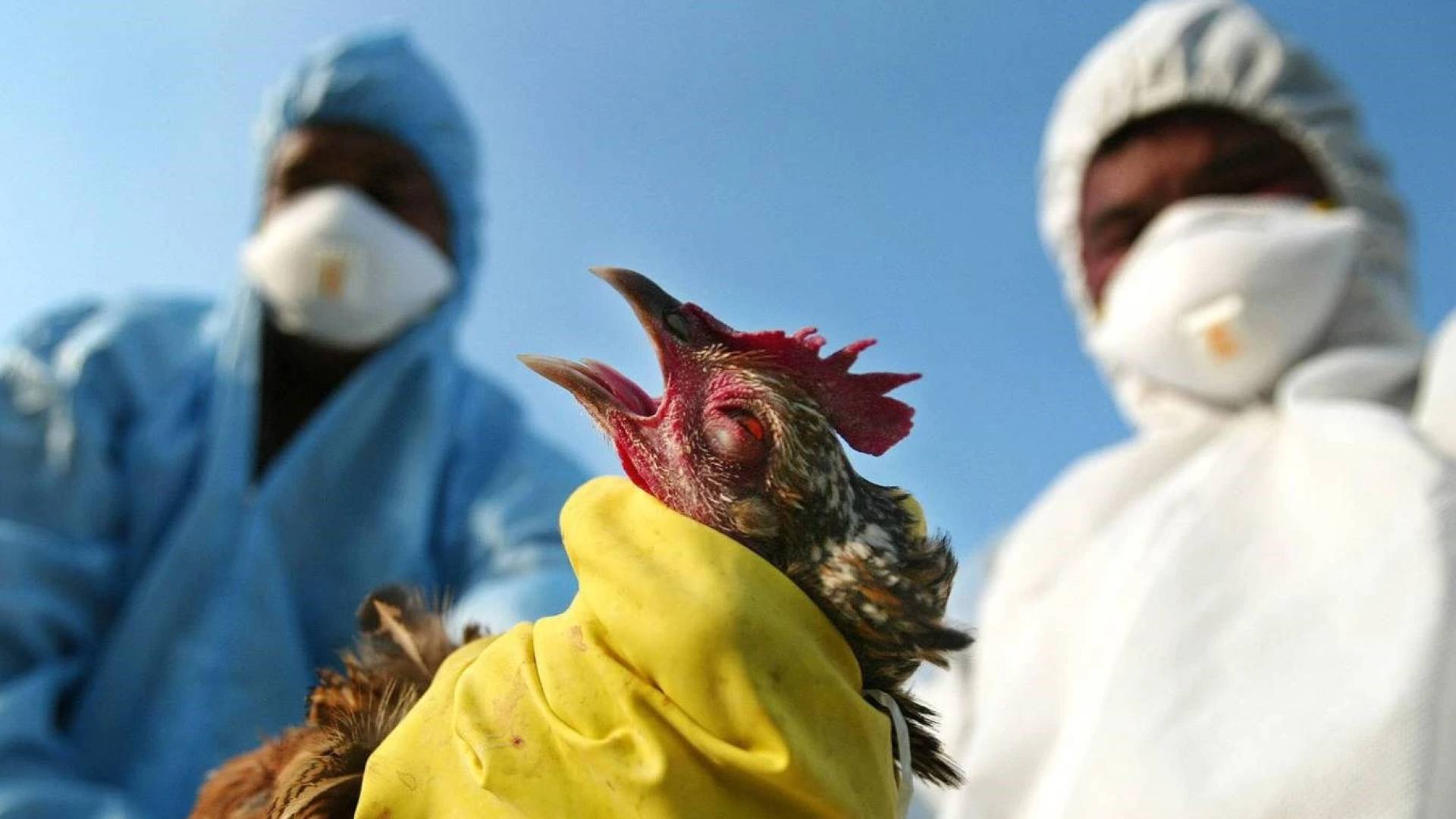 انفلونزا الطيور - تعبيرية