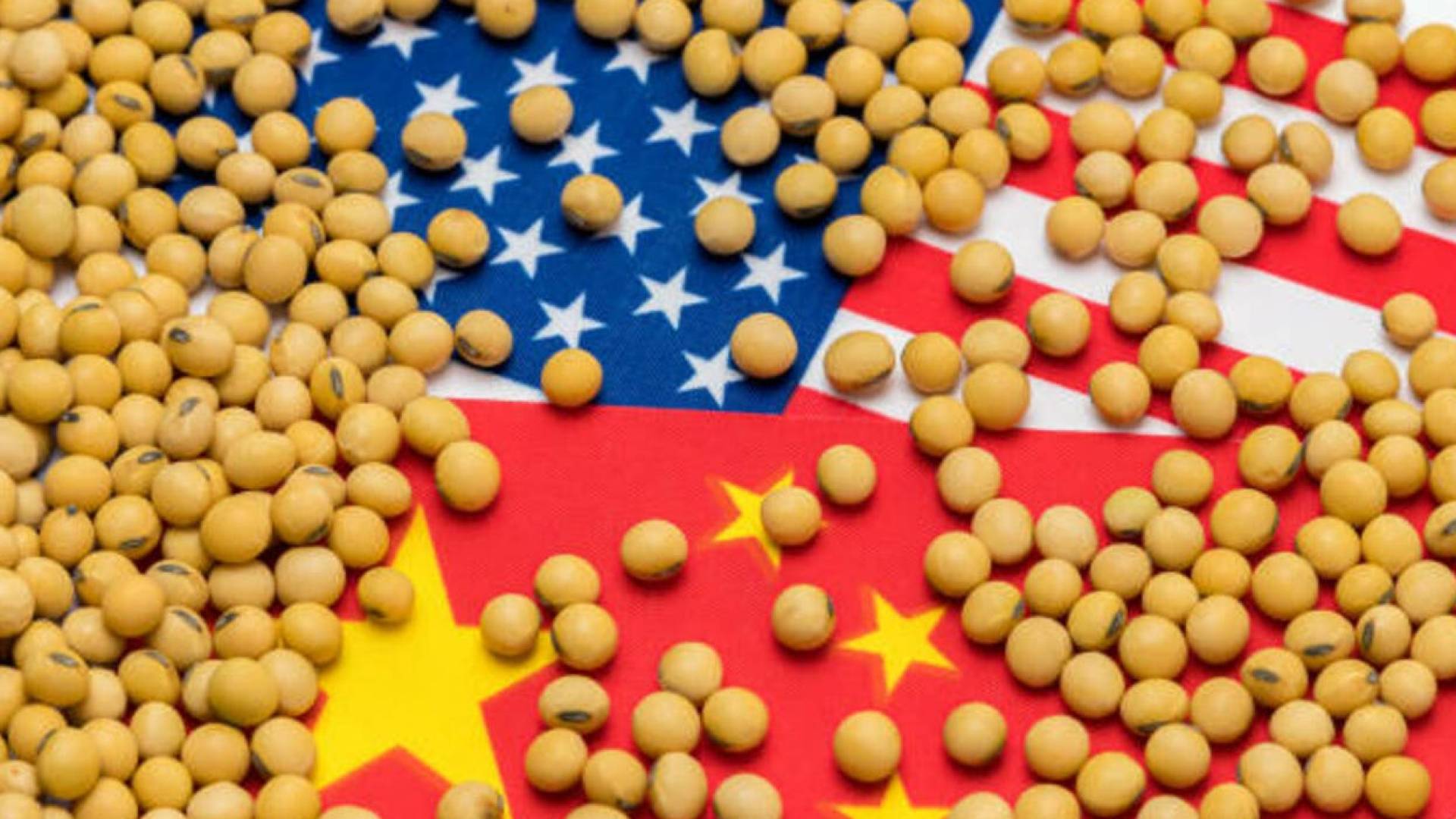 فول الصويا الأمريكي