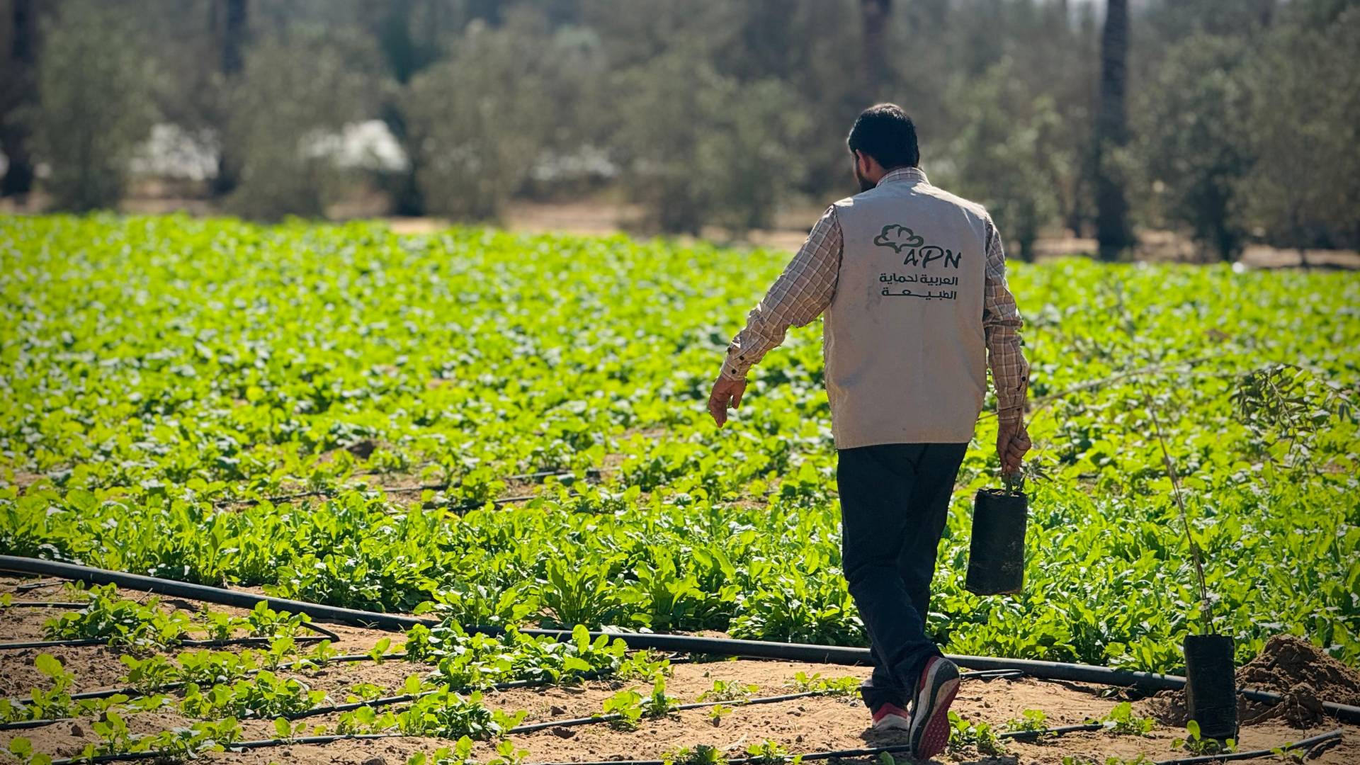 جانب من المرحلة الثانية من مشروع "إحياء مزارع غزة"