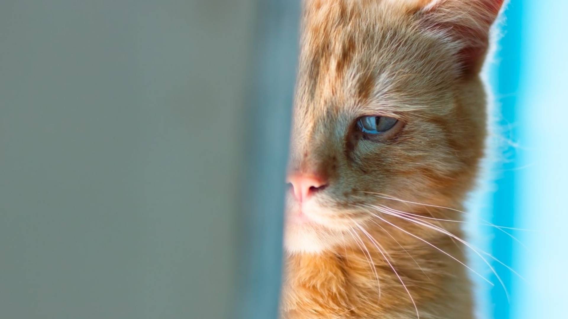 صورة تعبيرية لقطة