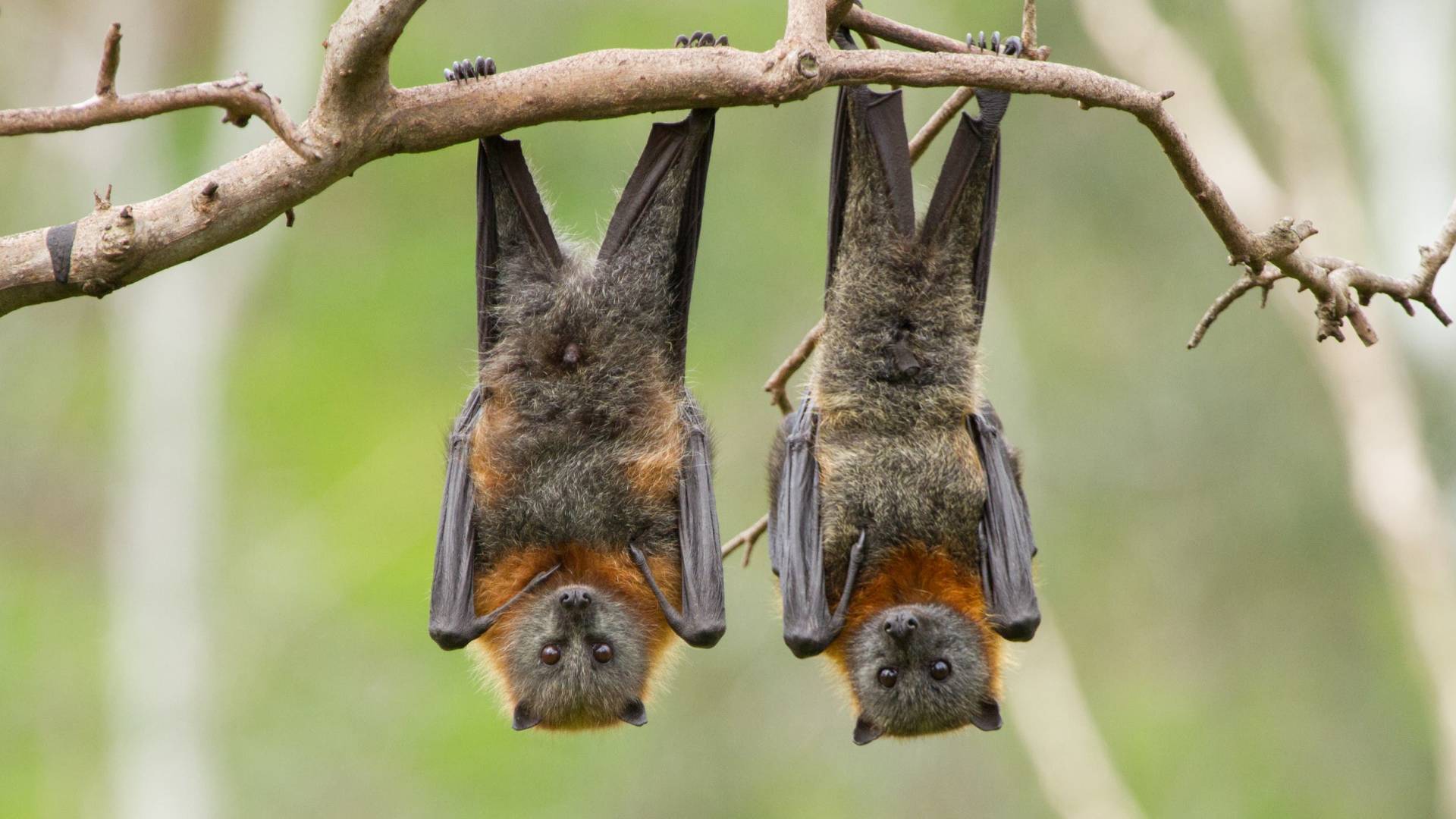 خَفَافِيشِ الفَاكِهَةِ