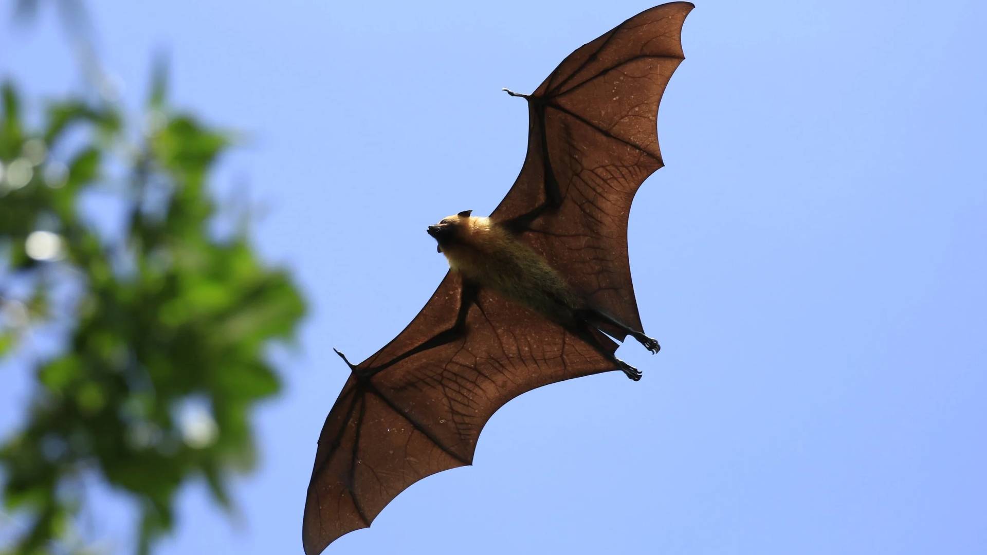 خفافيش الفاكهة