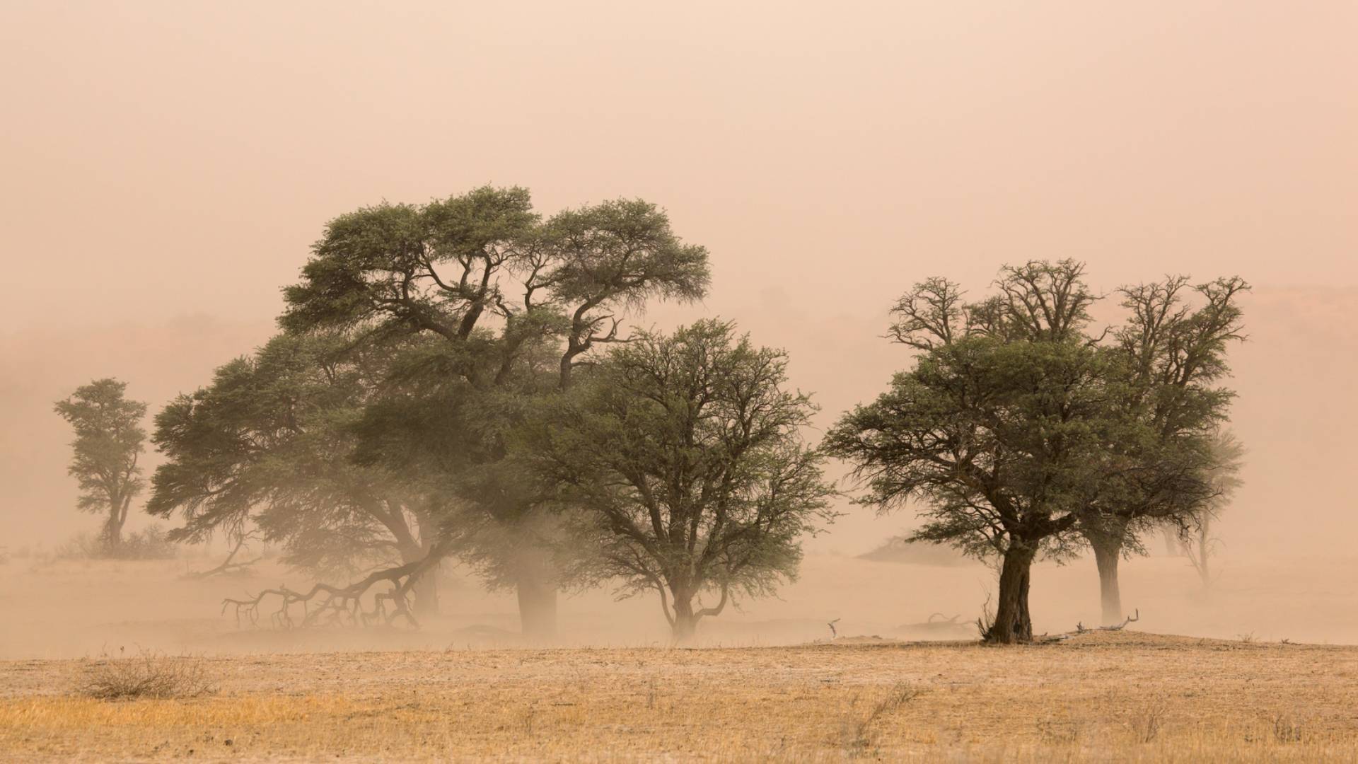 نشاط الرياح الشرقية - تعبيرية