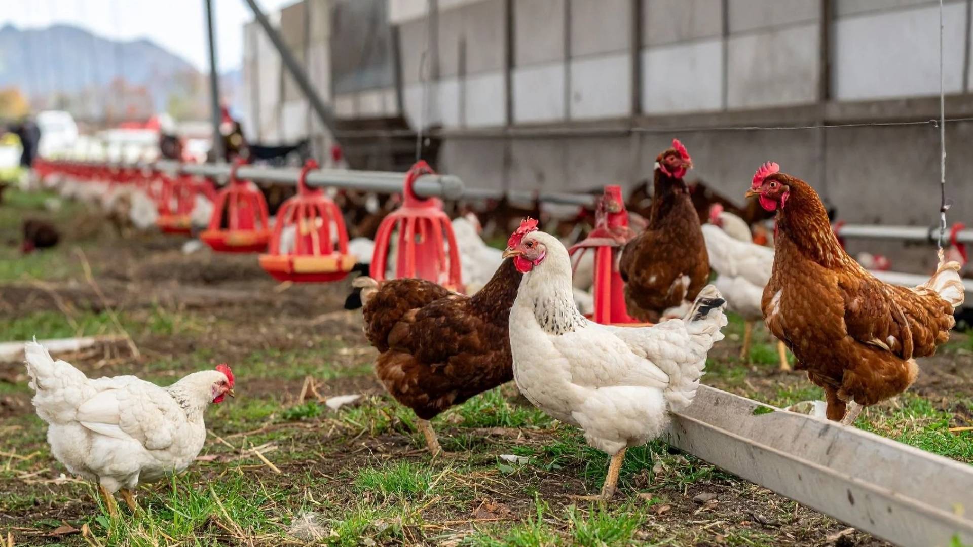 صورة تعبيرية عن الدواجن