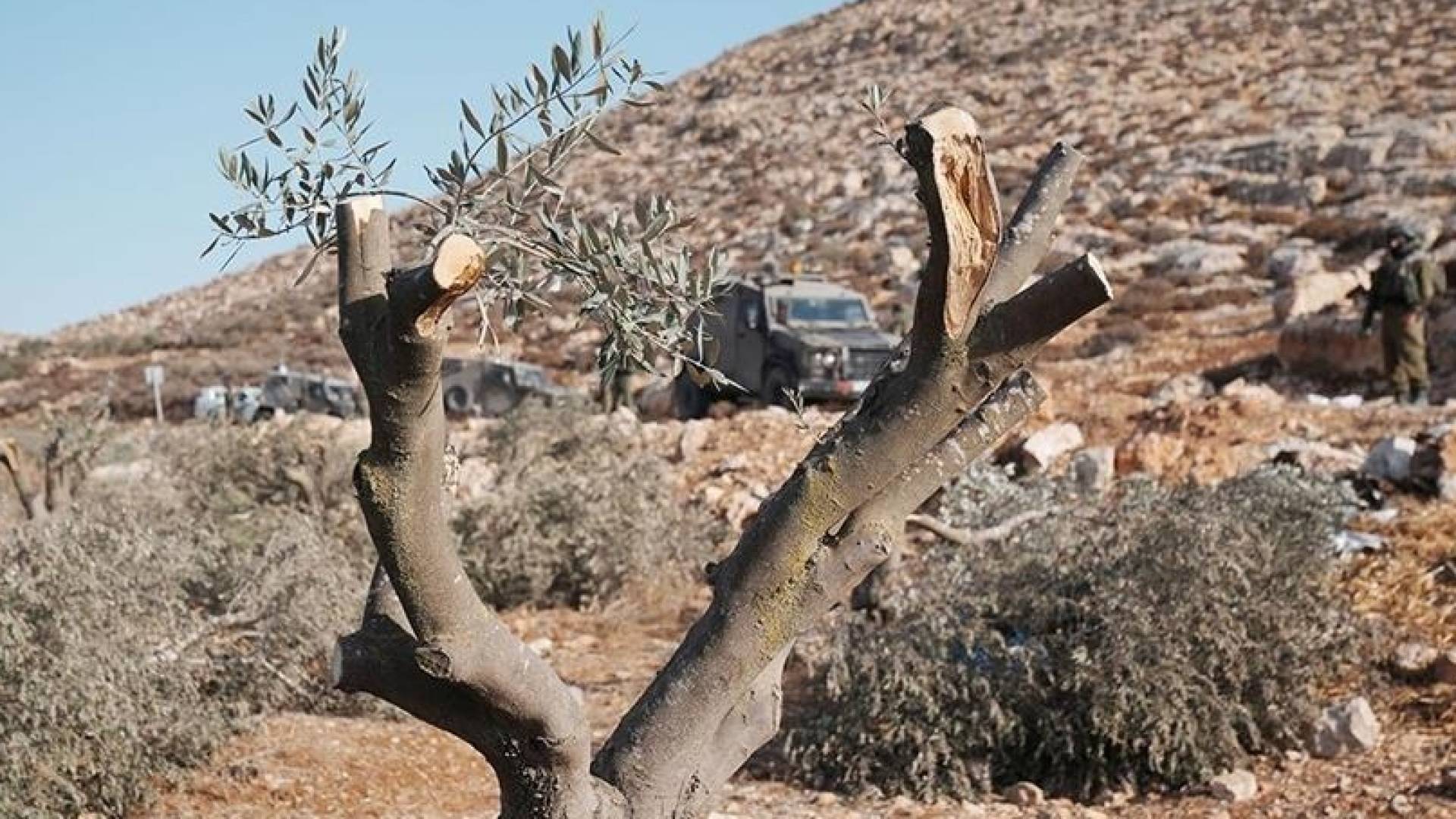 قطع أشجار في مدينة القدس