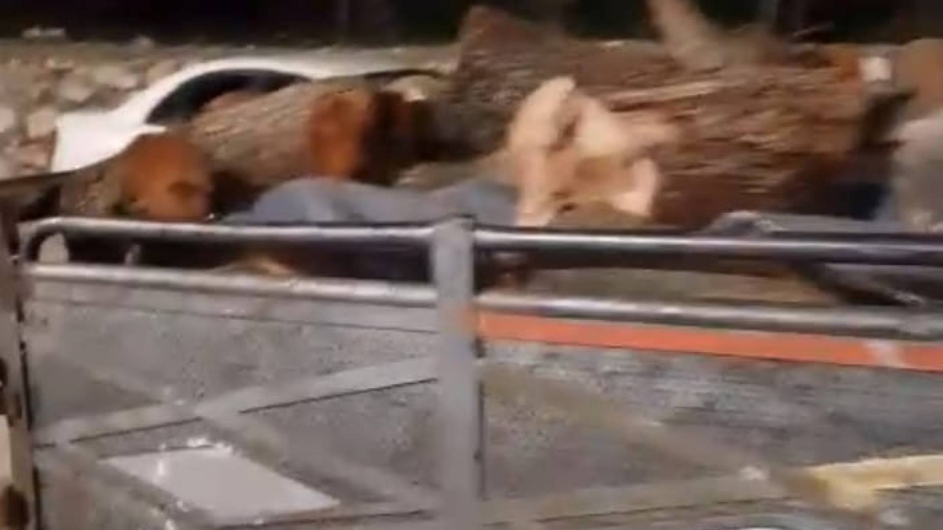 محاولة اعتداء جديدة على الثروة الحرجية في محافظة عجلون