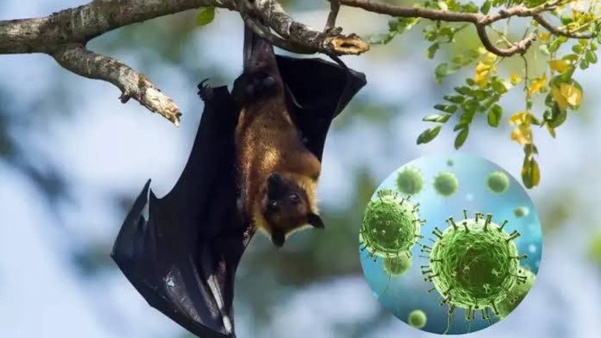 فيروس نيباه