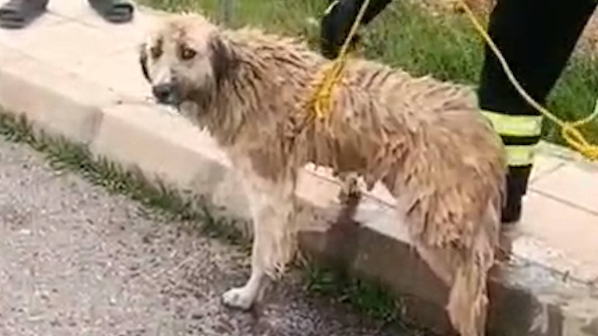 كلب أنقذه الدفاع المدني