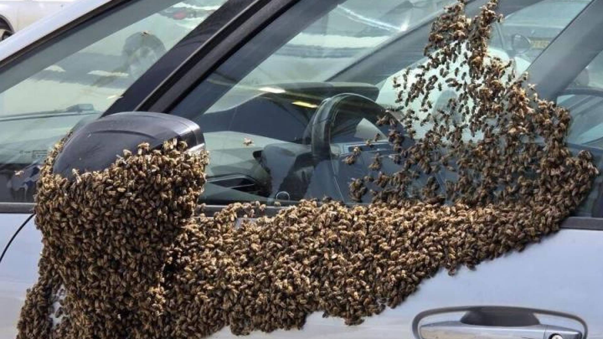 أسراب النحل على المركبات