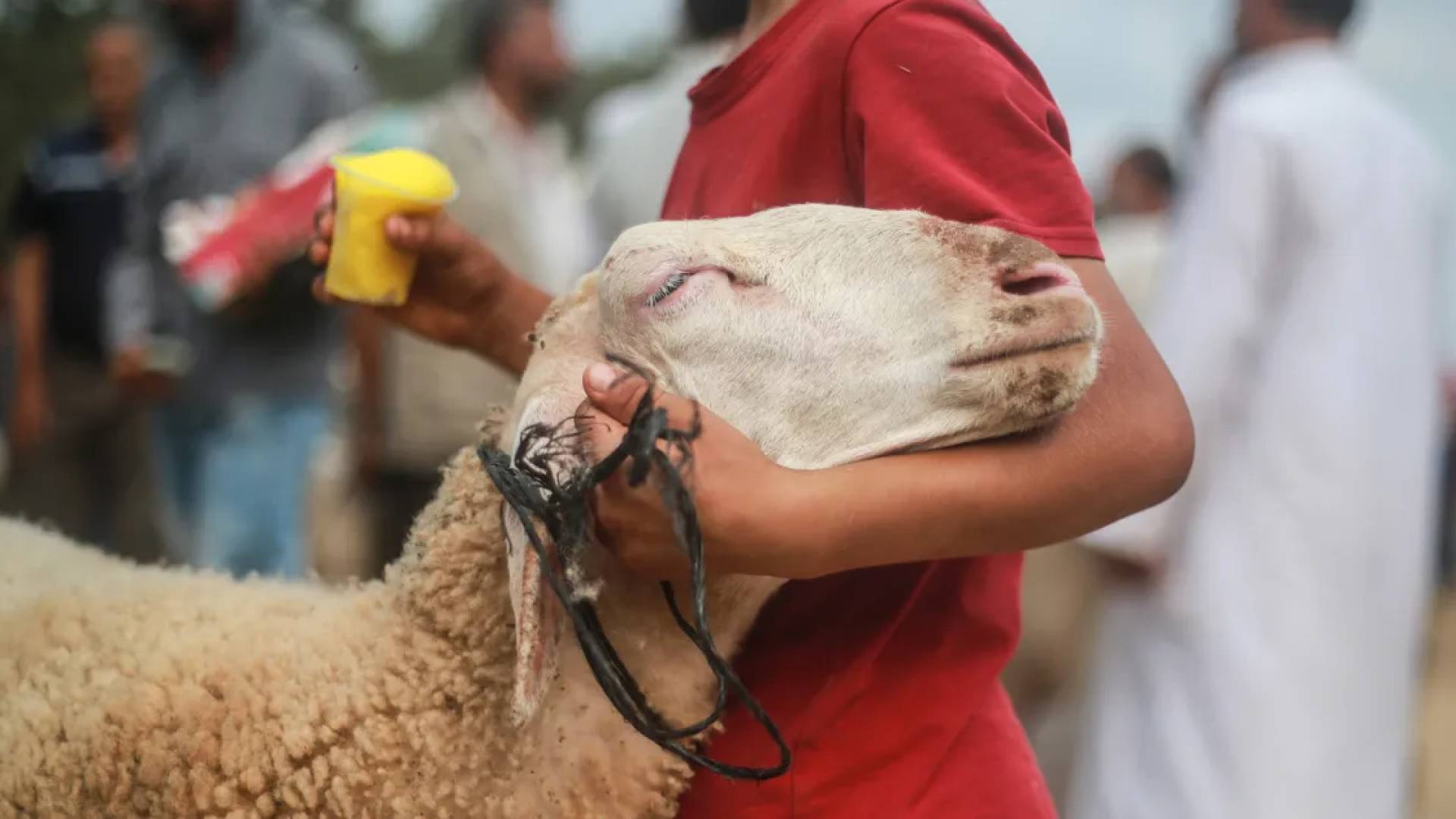 خروف